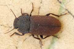 Gonocephalum rusticum