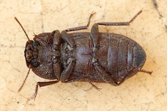 Gonocephalum rusticum