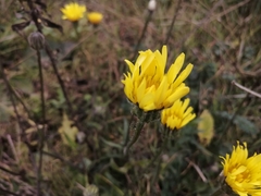 Crepis foetida