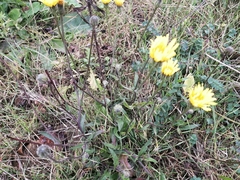 Crepis foetida