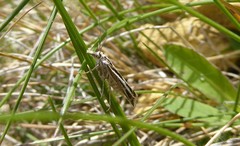 Orocrambus corruptus