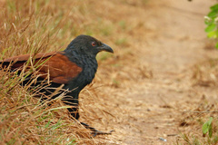 Centropus sinensis parroti