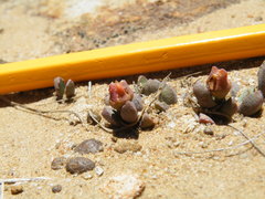 Mossia intervallaris