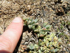 Mossia intervallaris