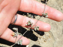 Mossia intervallaris