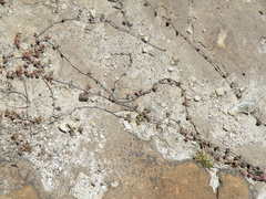 Mossia intervallaris