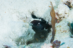 Cryptocentrus malindiensis