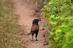 Centropus sinensis parroti