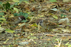 Passer montanus