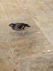 Acridotheres tristis