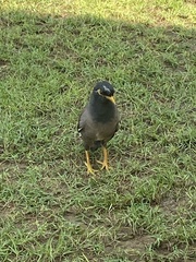 Acridotheres tristis