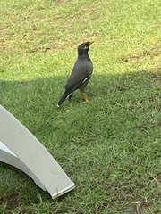 Acridotheres tristis