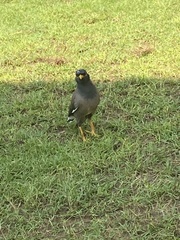 Acridotheres tristis