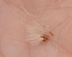 Omalotheca