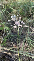 Allium podolicum
