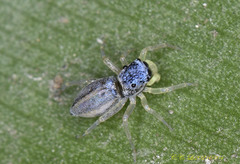 Phintella debilis