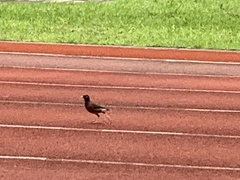 Acridotheres tristis