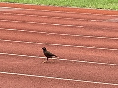 Acridotheres tristis