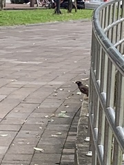 Acridotheres tristis