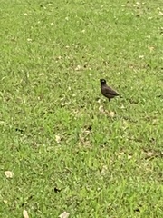 Acridotheres tristis