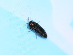 Acmaeodera tubulus