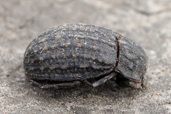 Trox sabulosus
