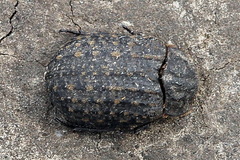 Trox sabulosus