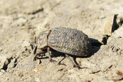 Trox sabulosus