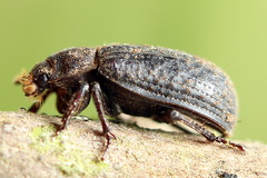 Trox scaber