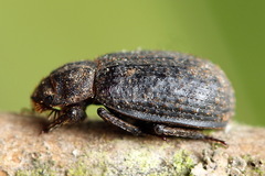 Trox scaber