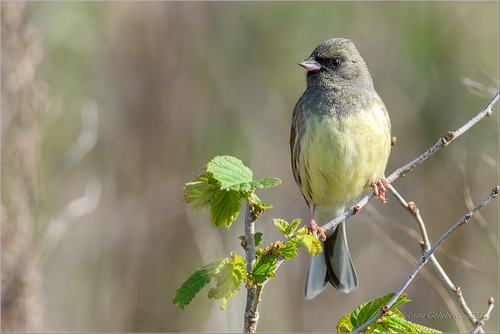 Black-faced Bunting
