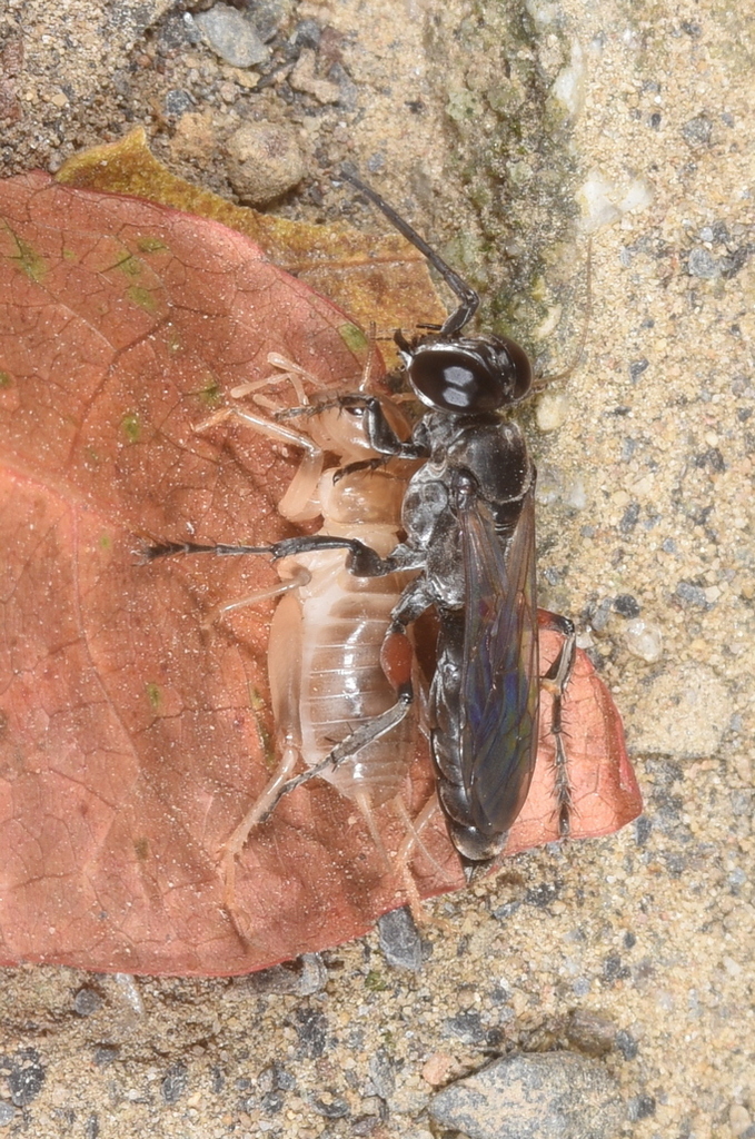 Liris subtessellatus