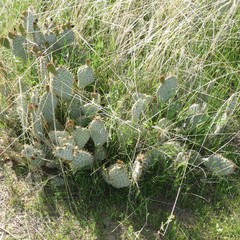Opuntia basilaris treleasei