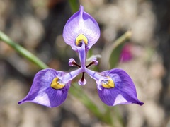 Moraea algoensis