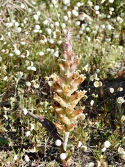 Lachenalia orchioides
