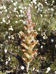 Lachenalia orchioides