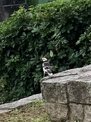 Gracupica nigricollis