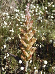 Lachenalia orchioides