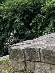 Gracupica nigricollis