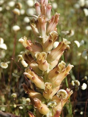 Lachenalia orchioides