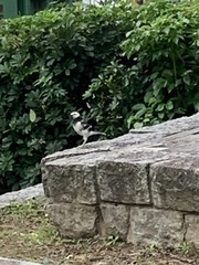 Gracupica nigricollis