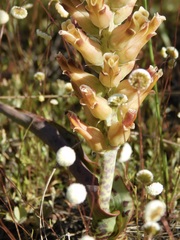 Lachenalia orchioides