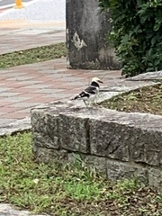 Gracupica nigricollis