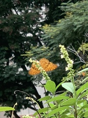 Phalanta phalantha phalantha