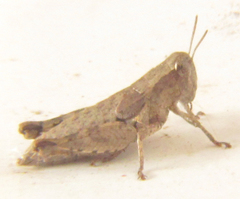 Pezotettix giornae