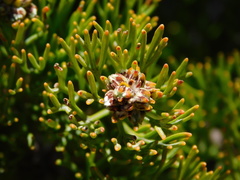 Paranomus esterhuyseniae