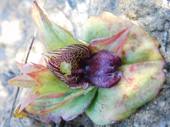 Satyrium pumilum