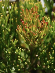 Paranomus esterhuyseniae