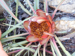 Protea vogtsiae