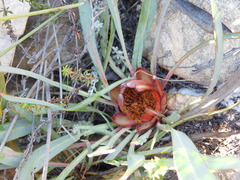 Protea vogtsiae